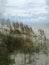 Uniola Paniculata (Sea Oats) Plants Growing in Sand Dunes on Atlantic Ocean Coast in Florida.