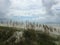 Uniola Paniculata (Sea Oats) Plants Growing in Sand Dunes on Atlantic Ocean Coast in Florida.