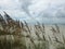 Uniola Paniculata (Sea Oats) Plants Growing in Sand Dunes on Atlantic Ocean Coast in Florida.