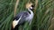 Unique african crowned crane in a lake, high definition photo of this wonderful avian in south america.