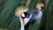 Unique african crowned crane in a lake, high definition photo of this wonderful avian in south america.