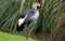 Unique african crowned crane in a lake, high definition photo of this wonderful avian in south america.