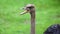 Unique african ostrich, high definition photo of this wonderful avian in south Africa.