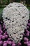 A unique arrangement of the white Cascade Mum `Yamanoha-No-Kumo` flower