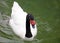 Unique back-necked swan in a lake, high definition photo of this wonderful avian in south america.