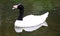 Unique back-necked swan in a lake, high definition photo of this wonderful avian in south america.