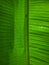 The unique banana leaf texture forms a beautiful background