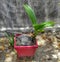 Unique and beautiful coconut bonsai