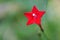 Unique beautiful red star flower