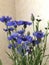 Unique blue field cornflowers plucked in the field