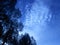 unique blue sky in the morning pine forest