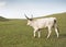 A unique breed, hungarian gray cattle.