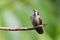 The unique Brown Violet-ear hummingbird chirping.