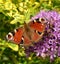 Unique butterfly is sitting on violet blossoms.