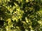 A unique and charismatic  close up with backdrop of small yellowish and green leaves