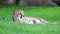 Unique cheetah in a green grass hill, high definition photo of this wonderful mammal in south africa.