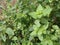 A unique close up of fresh green leaves of mint plants