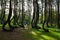 A unique curved forest in Griffin. Poland