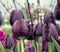 Unique dark violet tulips in bloom