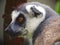 Unique Exotic Madagascan Ring-Tailed Lemur in Enchanting Profile.