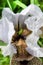 Unique flower - nazareth iris, iris bismarckiana