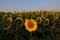 Unique flower on the sunflowers field