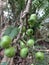 Unique fruit in the tropical rainforest of Asia