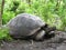 Unique Giant Tortoise Chelonoidis elephantopus, Galapagos Islands, Ecuador
