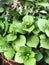 Unique green leaves on flowers.