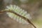 Unique Hairy Caterpillar in Little Branch