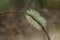 Unique Hairy Caterpillar in Little Branch