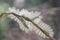 Unique Hairy Caterpillar in Little Branch