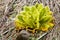 Unique hairy leaf vegetation on high altitude barren mountains in Nepal