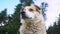 Unique high angle medium shot of a white Himalayan dog in natural setting