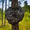 Unique huge giant chaga mushroom on a pine tree