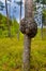 Unique huge giant chaga mushroom on a pine tree