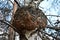 Unique huge mushroom giant chaga on a birch tree