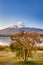 Unique Japan Travel Destinations. Recognizable Fuji Mountain At Kawaguchiko Lake in Japan.With  Tangerine Tree in Foregound.