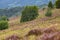 Unique landscape of the Carpathian Mountains with mass flowering heather fields Calluna vulgaris. Flowering Calluna vulgaris co