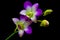 Unique midnight violet dendrobium orchids 