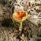 Unique mushroom growing in forrest