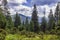 Unique natural forest arboretum of the Carpathian Mountains where European spruce Picea abies, creeping pine Pinus mugo, Swiss