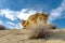 Unique Oolite rock formation with desert bush and blue sky