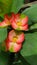 Unique Orange Outdoor Flower with Green Leaves