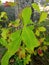 unique ornamental plants, the dominant leaves are green and some are red.