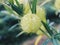 The unique pale green Hairy Balls Flower covered with soft hair like spines.