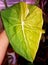 A unique pattern on the new unfurling leaf of Philodendron Pastazanum, a rare tropical plant