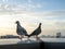 Unique perspectives two pigeon in the high tower in city background. Life in city