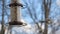 Unique photo or a Carolina Chickadee beautiful colorful bird eating seeds from a bird seed feeder during summer in Michigan