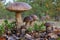 Unique picture of a big family of six birch boletes Leccinum scabrum mushrooms, known as the rough-stemmed bolete, or scaber sta